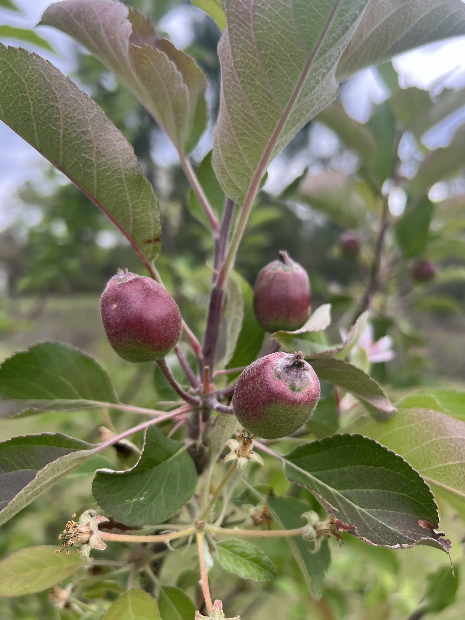 Apples