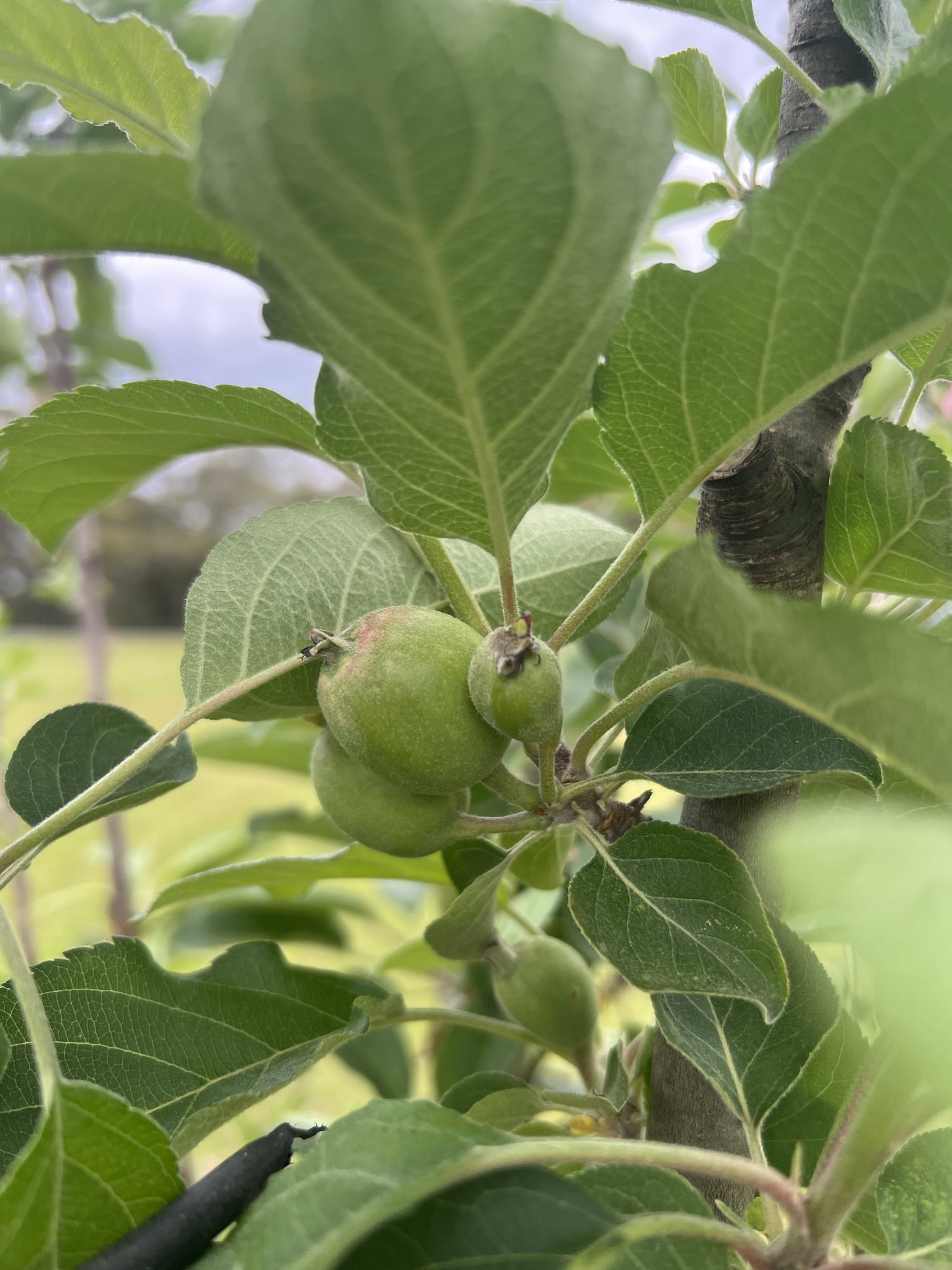 Apples