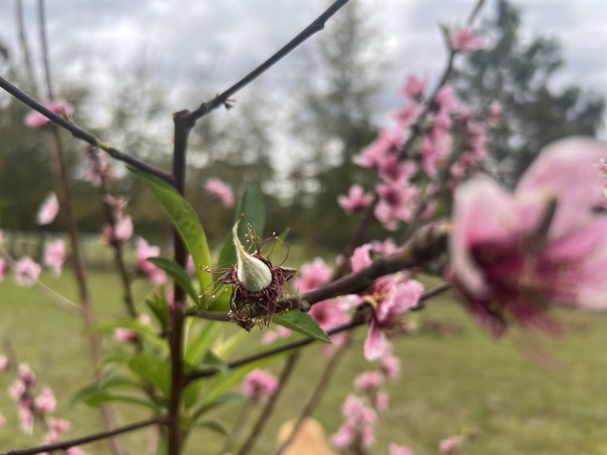 FlordaBelle Peach