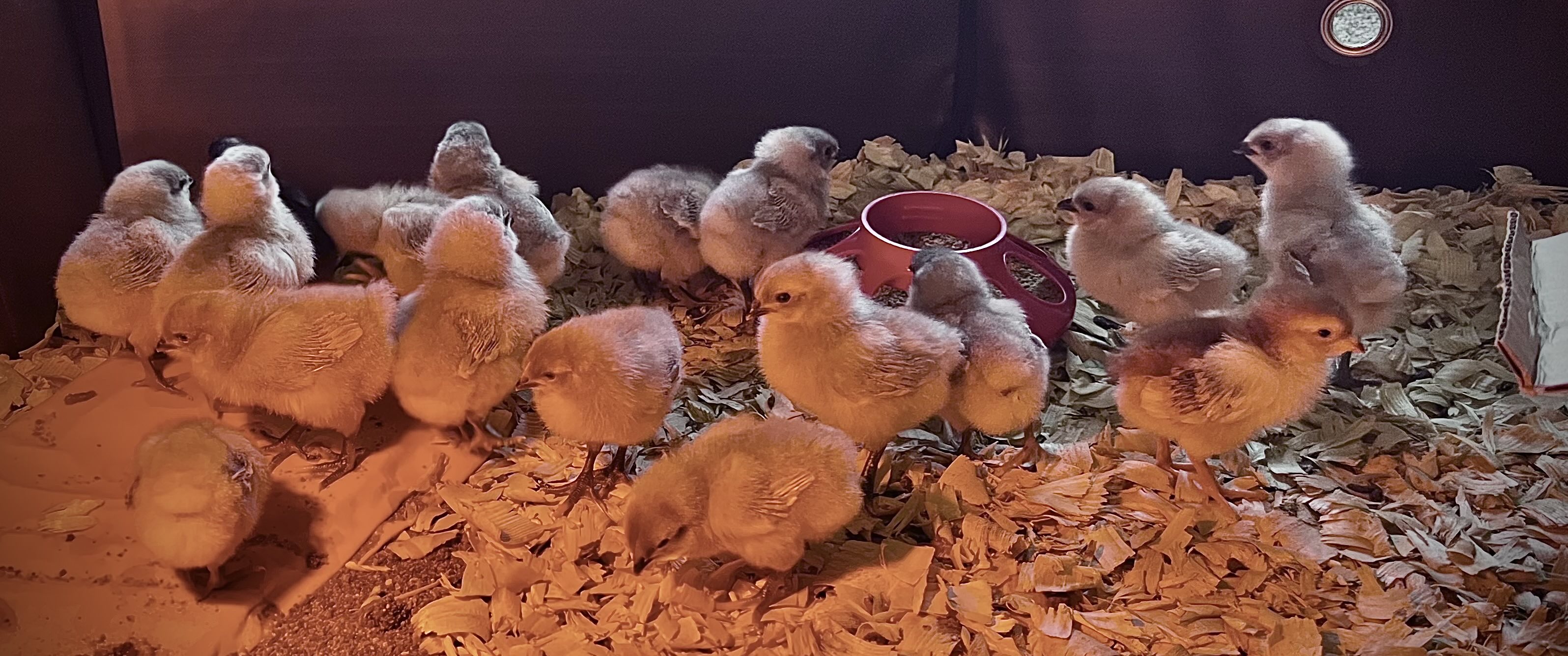 Chicks