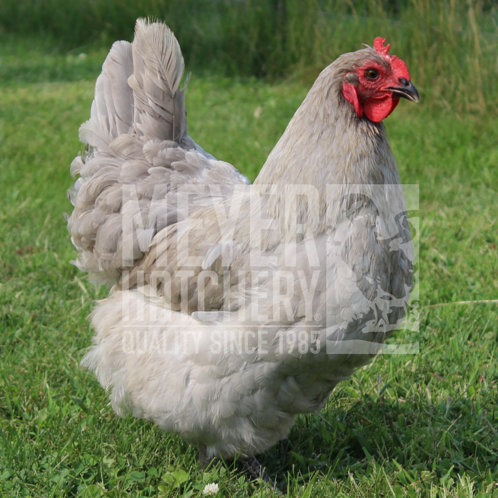Meyer's Stock Image
