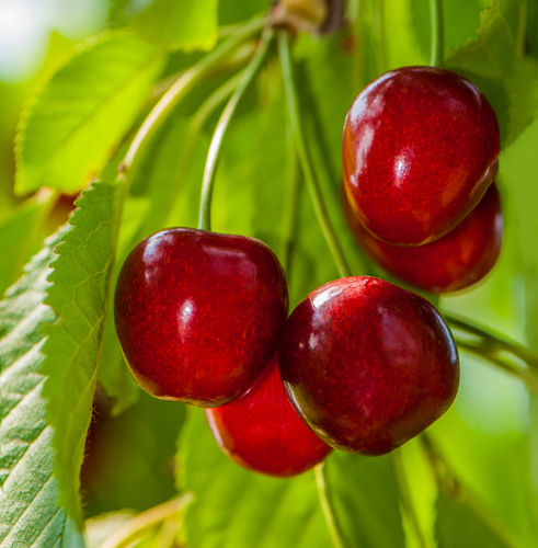 Mini Royal Cherry