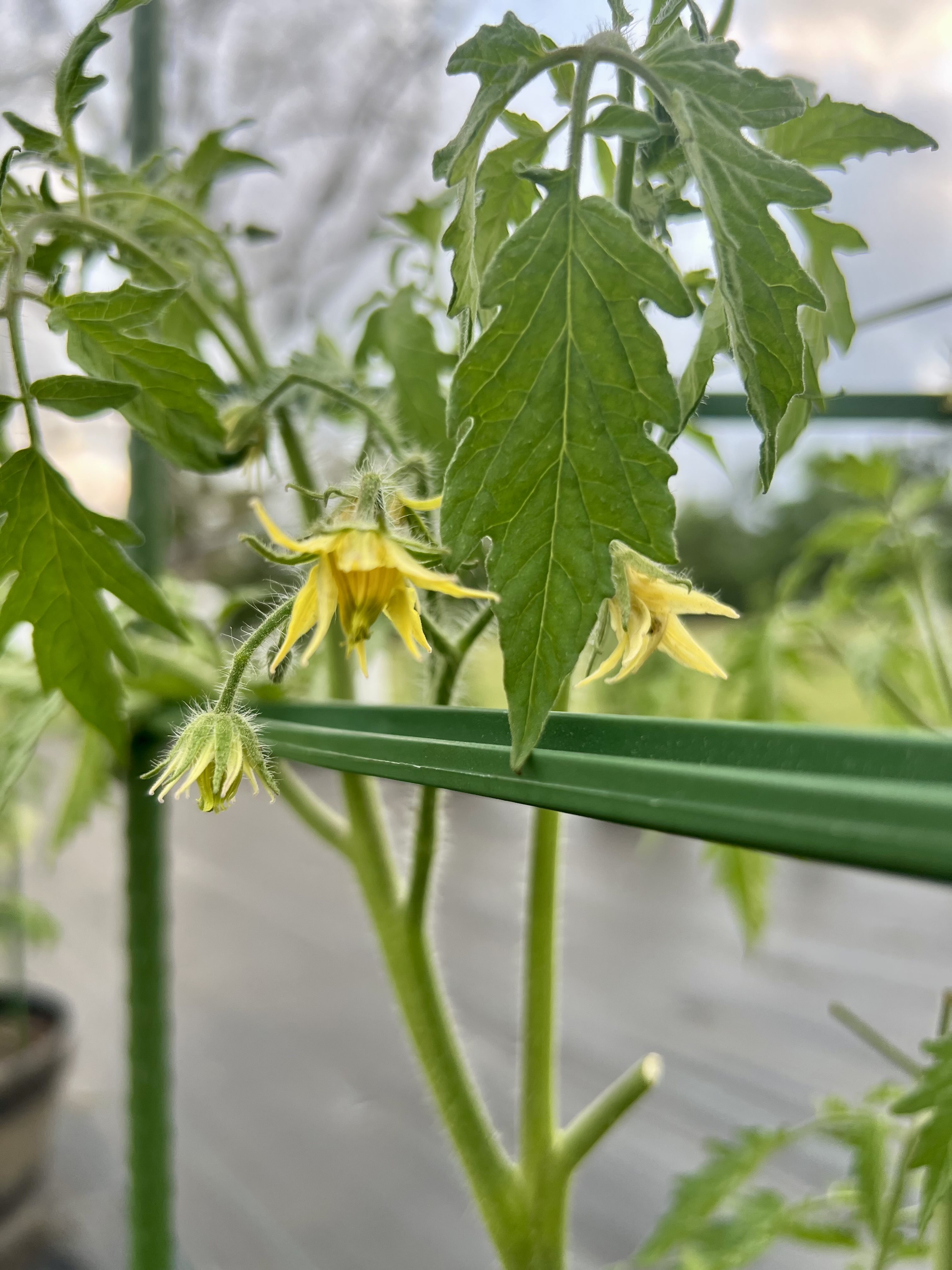 Tomato 2