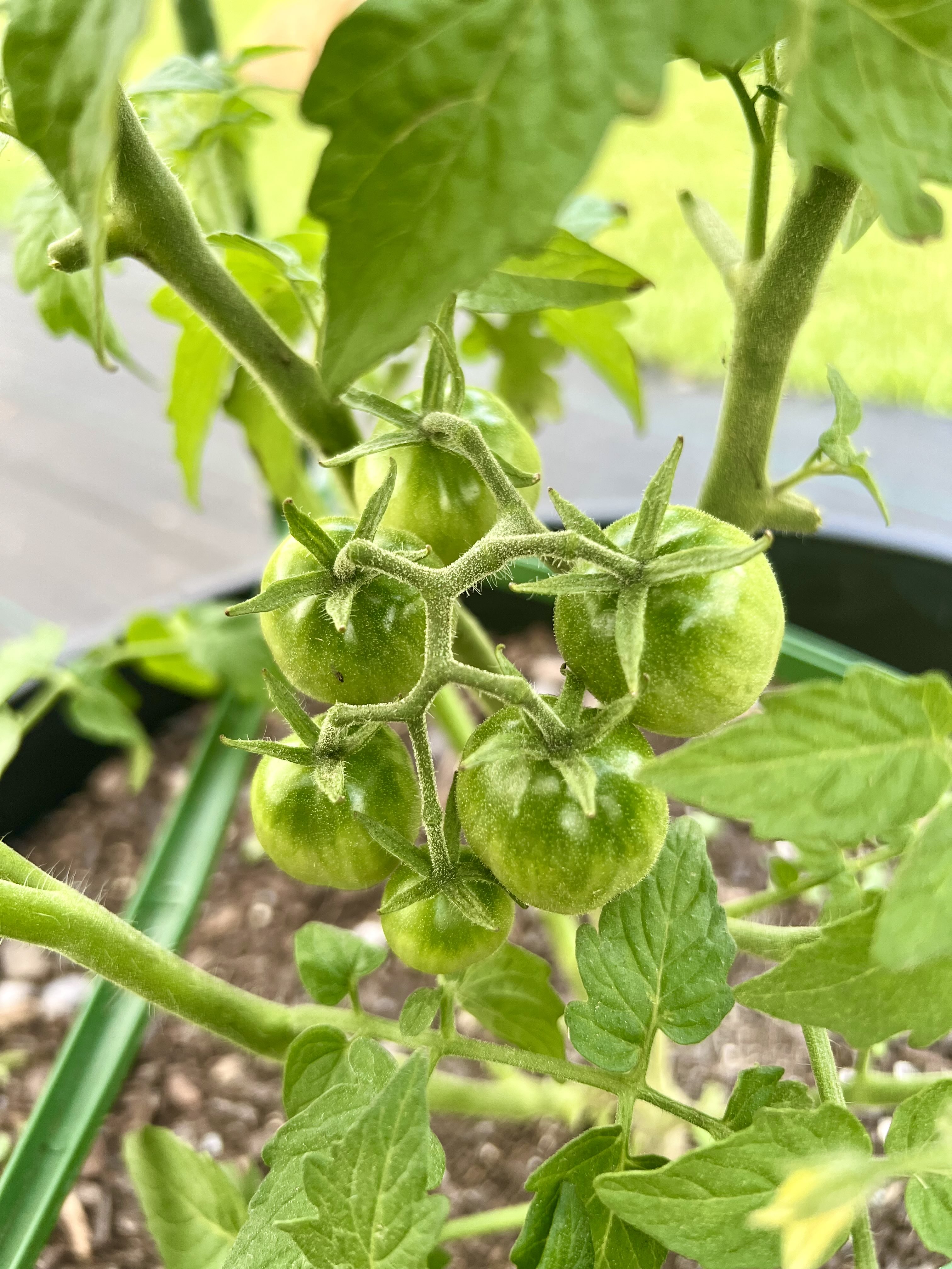 Tomato 4