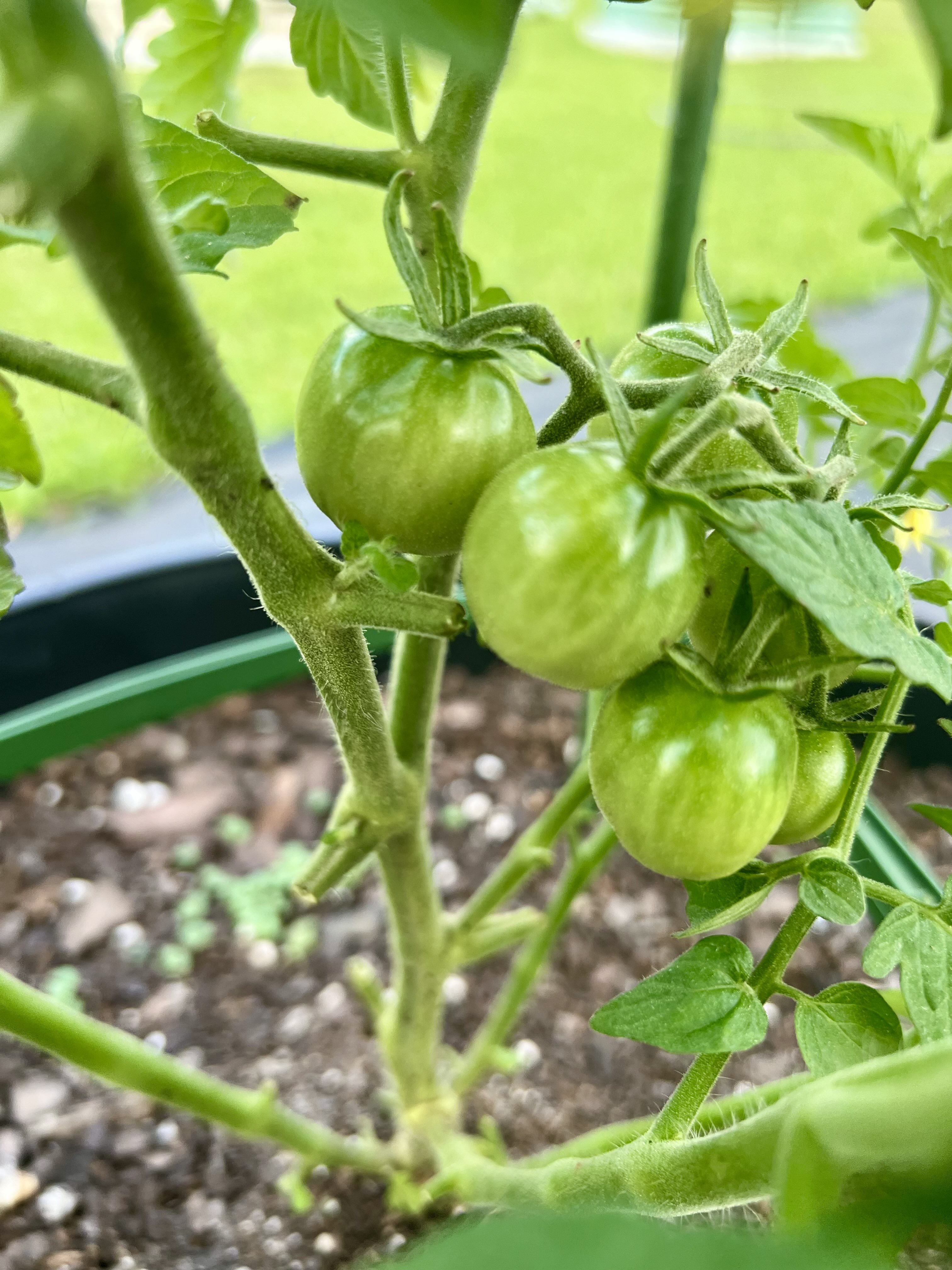 Tomato 5
