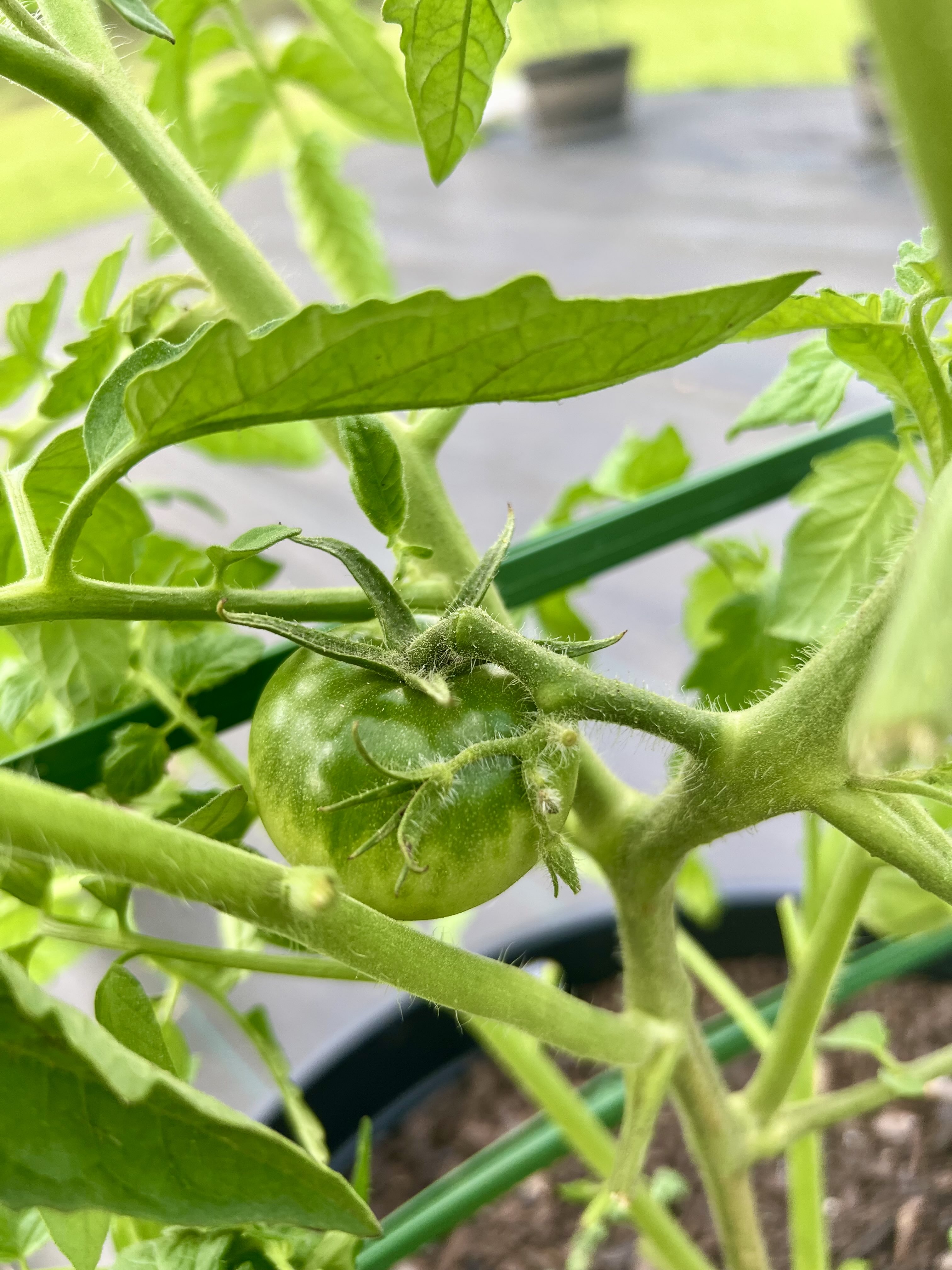 Tomato 7