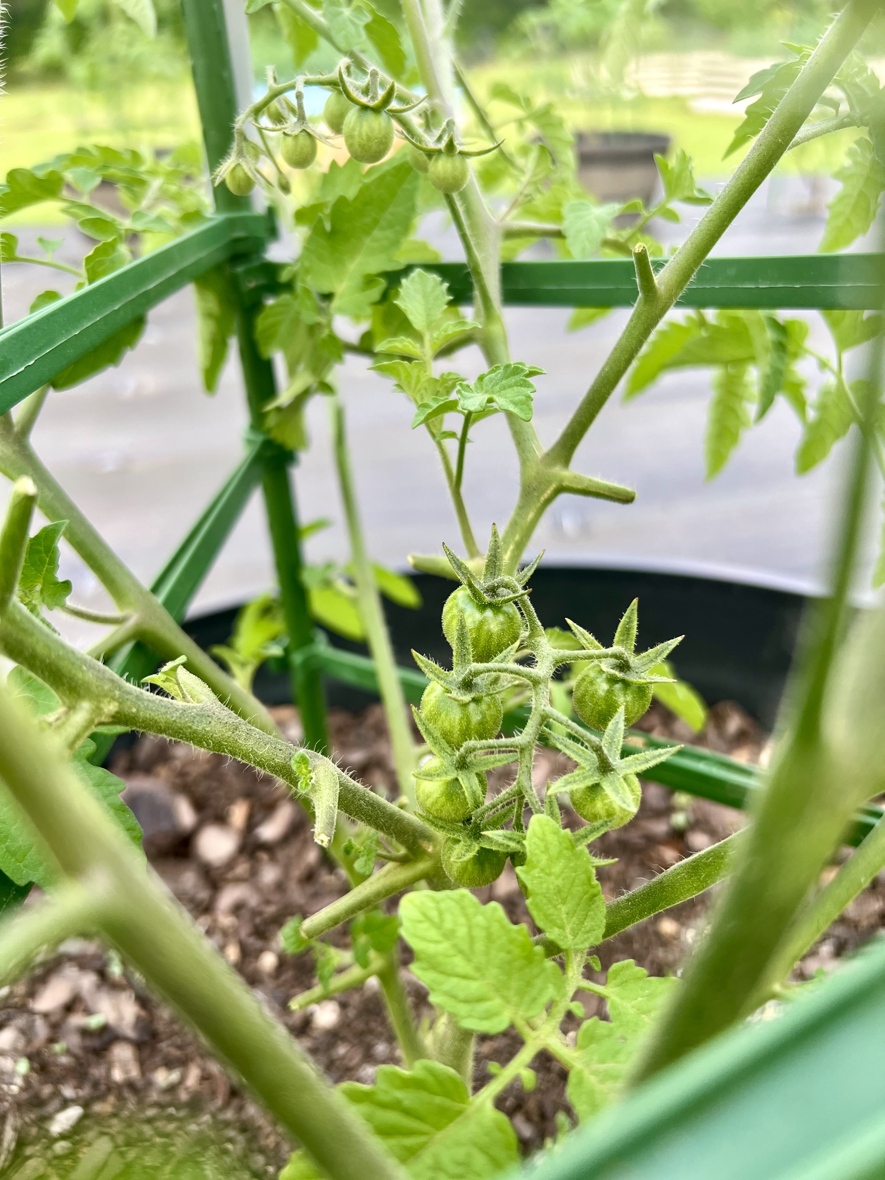 Tomato 8