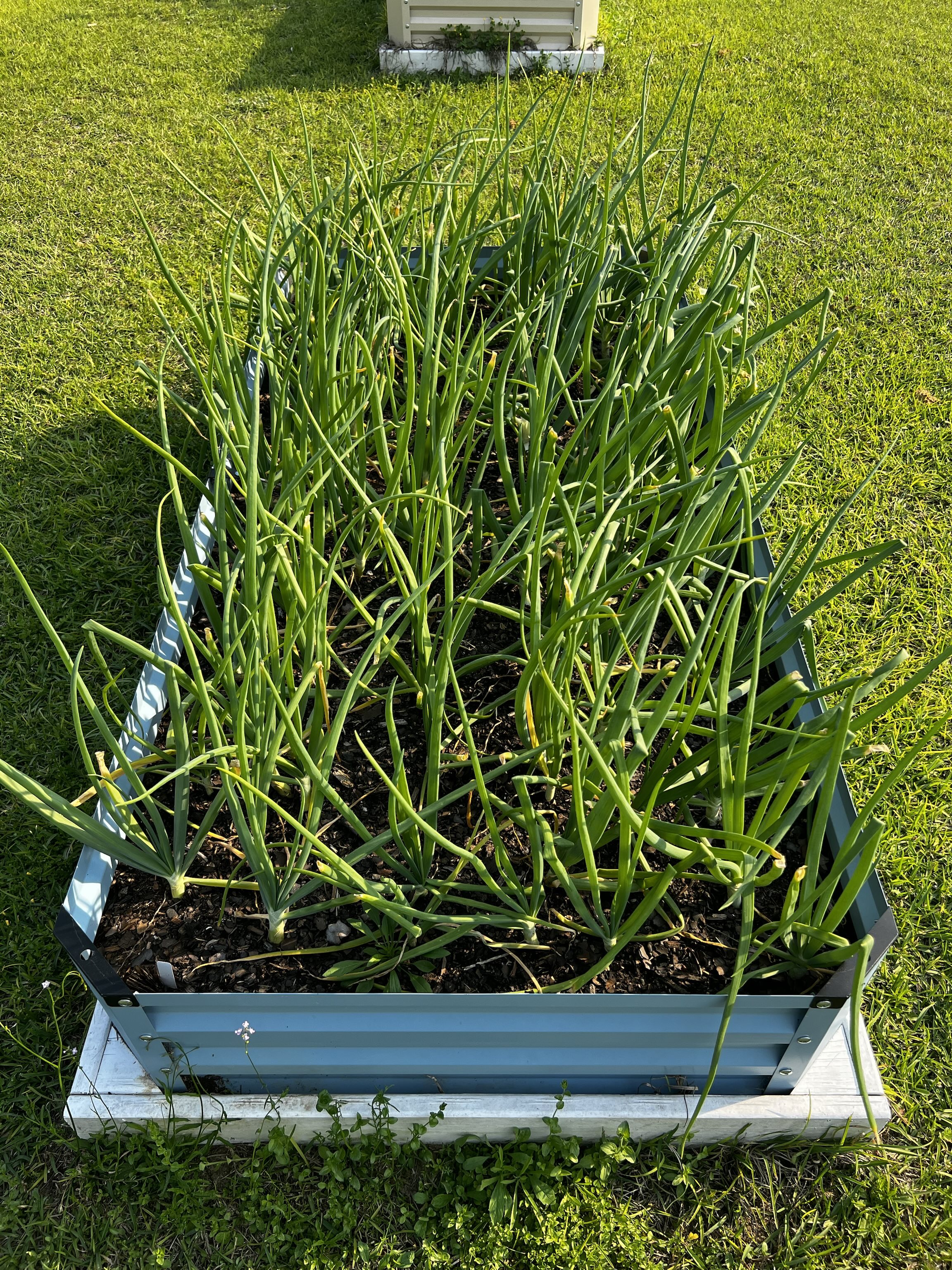 Onions!