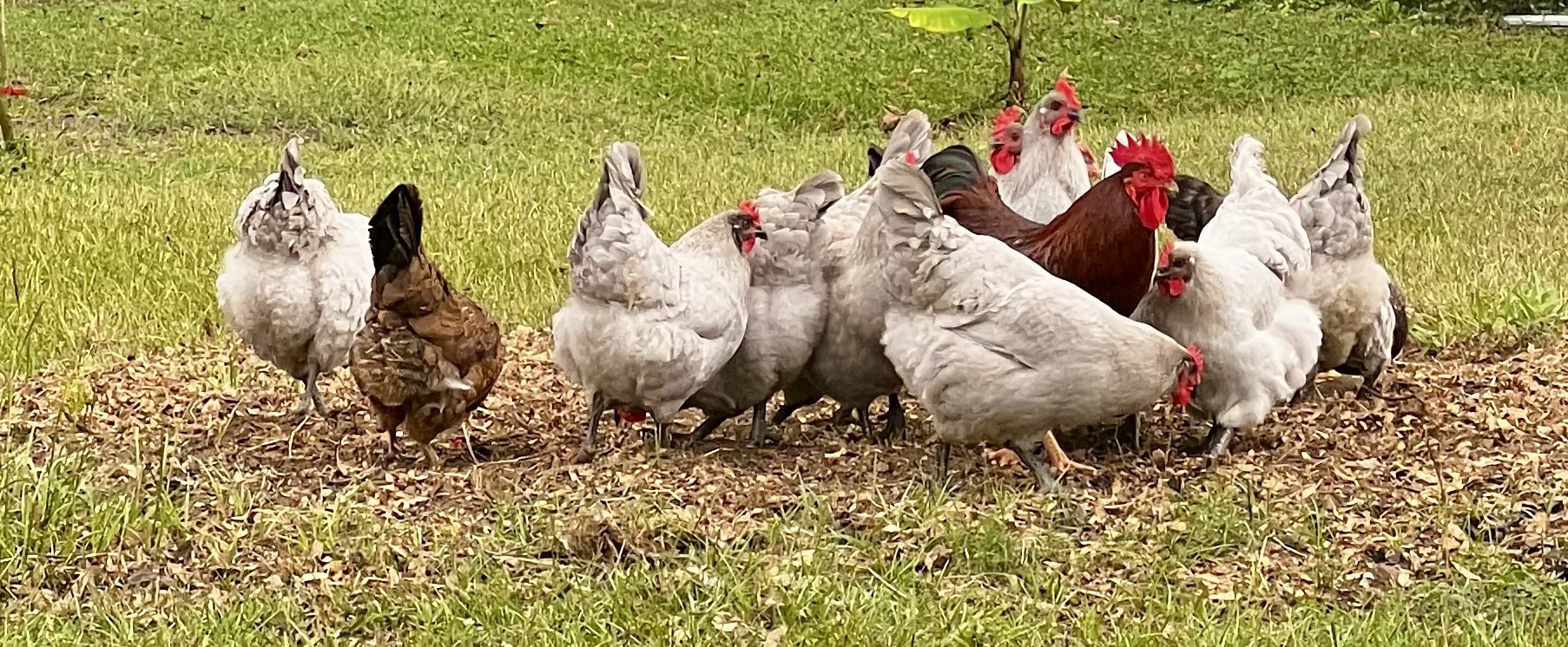 The Grove and Garden flock