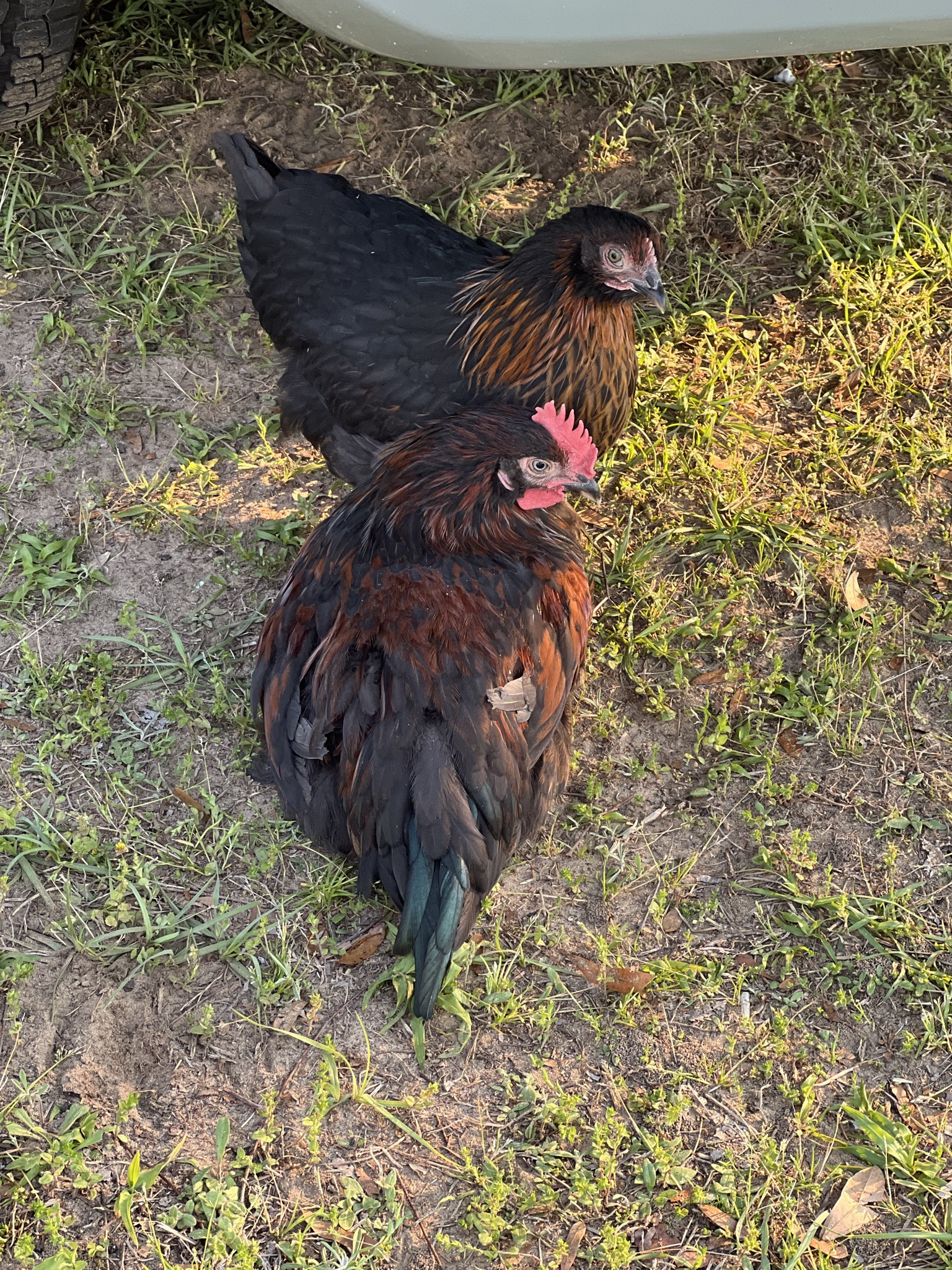 Our flock