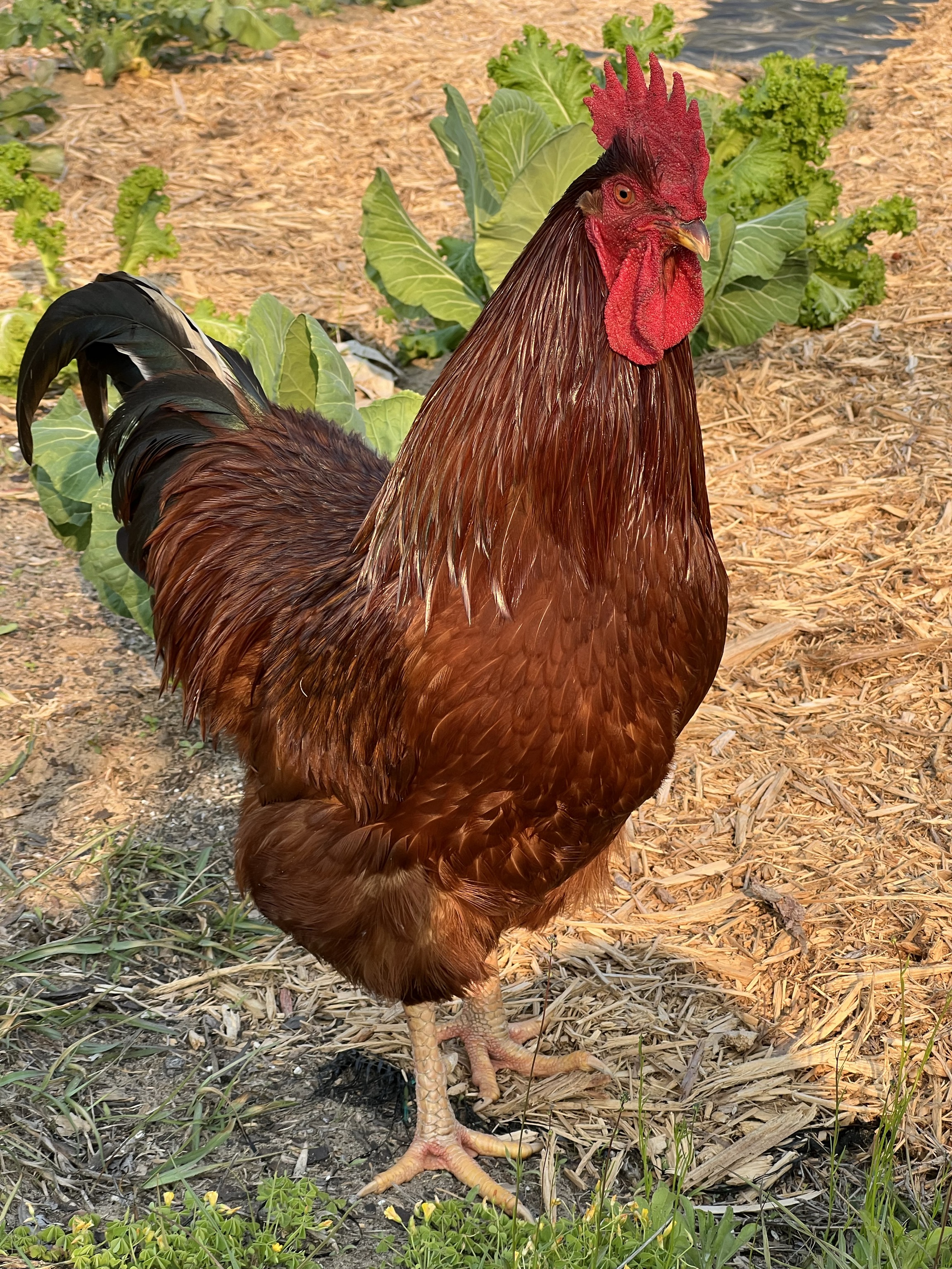 Our flock