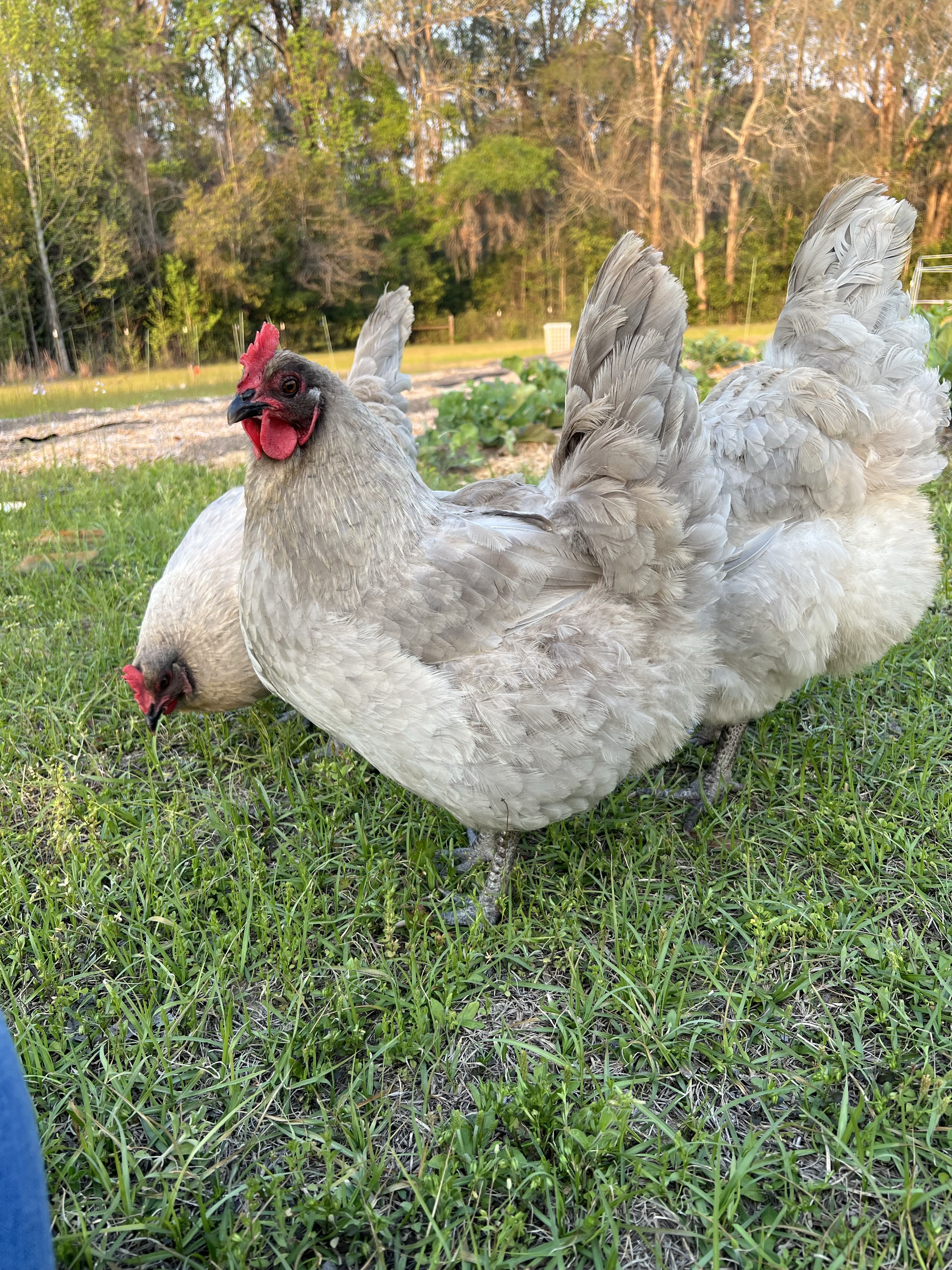 Our flock