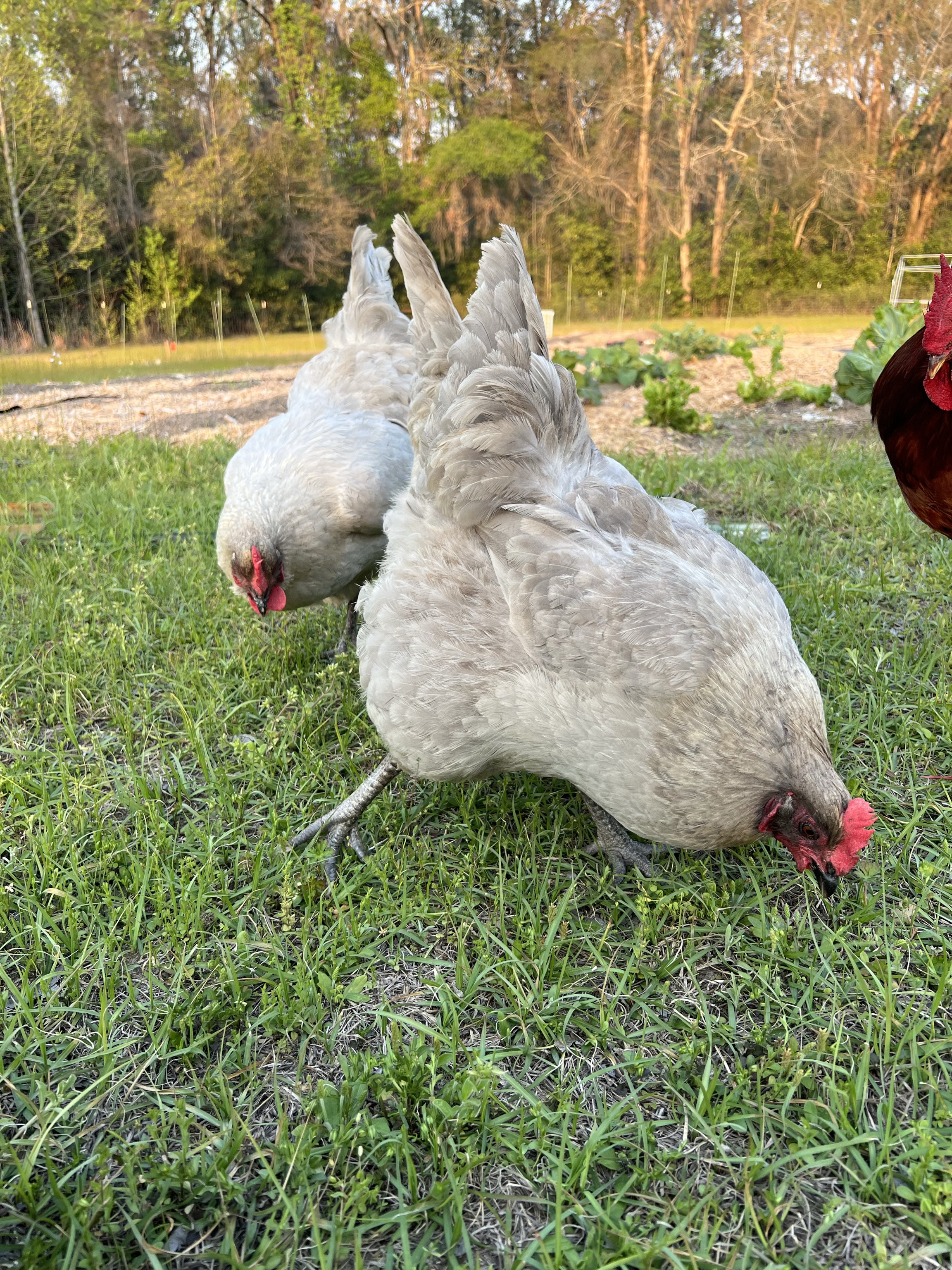 Our flock