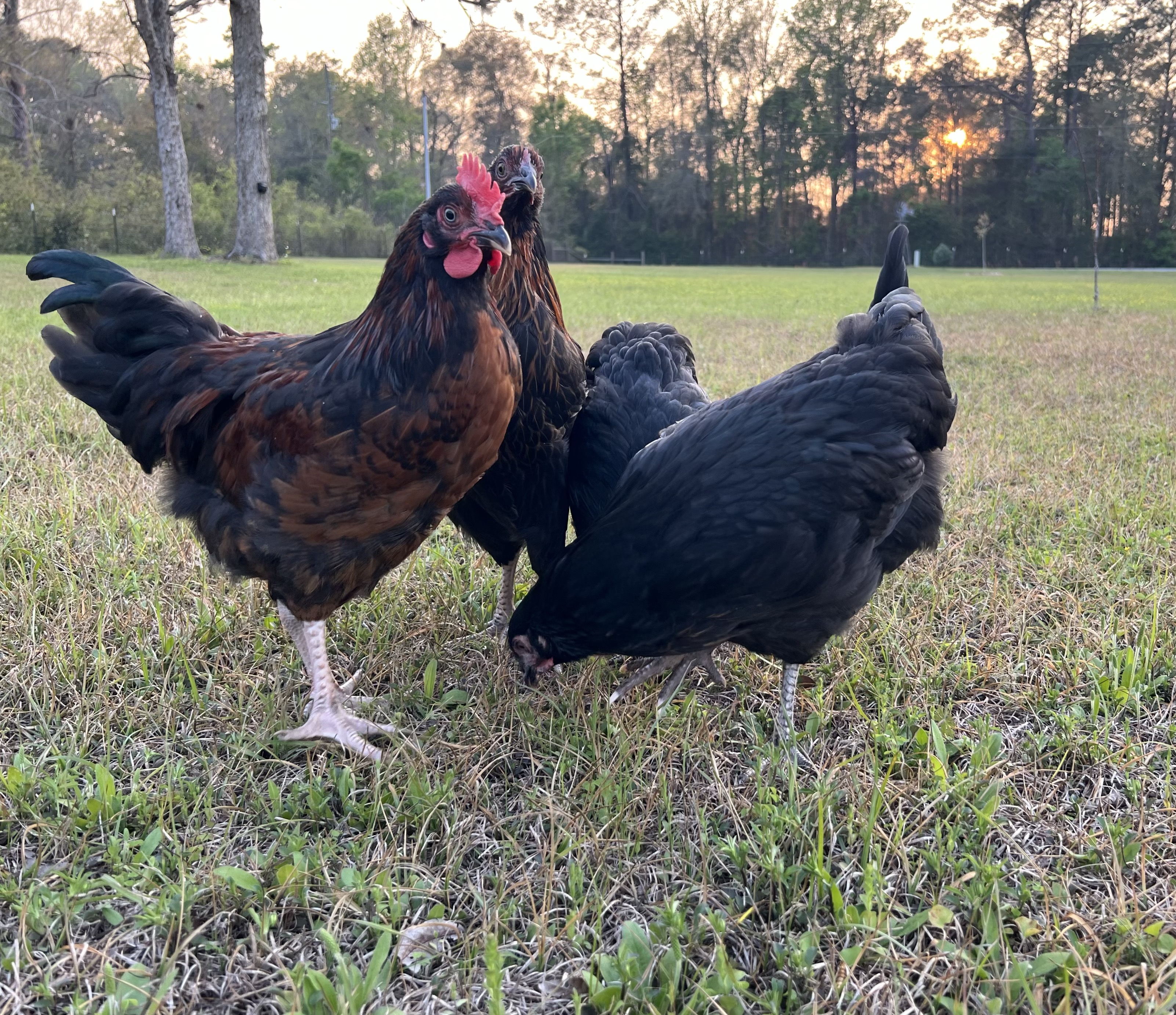 Our flock