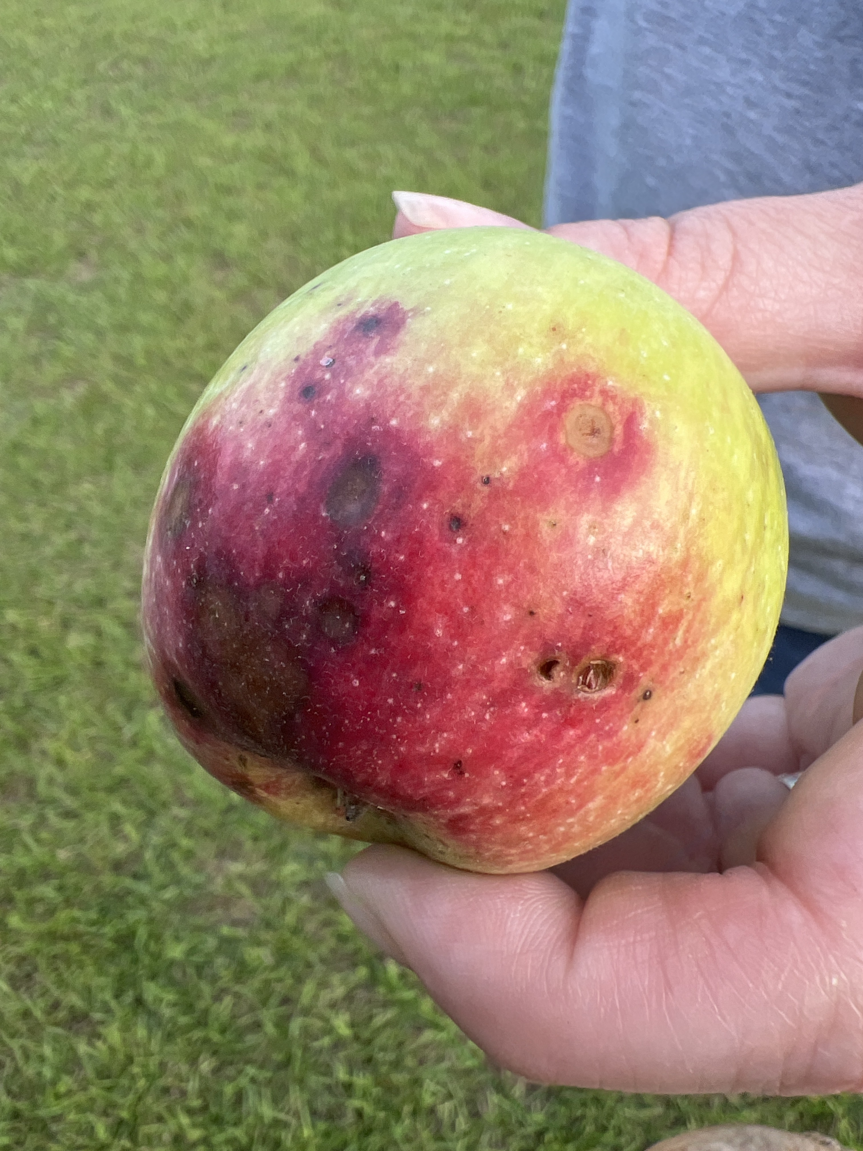 Anna apple showing bitter rot, curculio damage, flyspeck, and stink bug feeding scar — Grove and Garden orchard, Lloyd FL