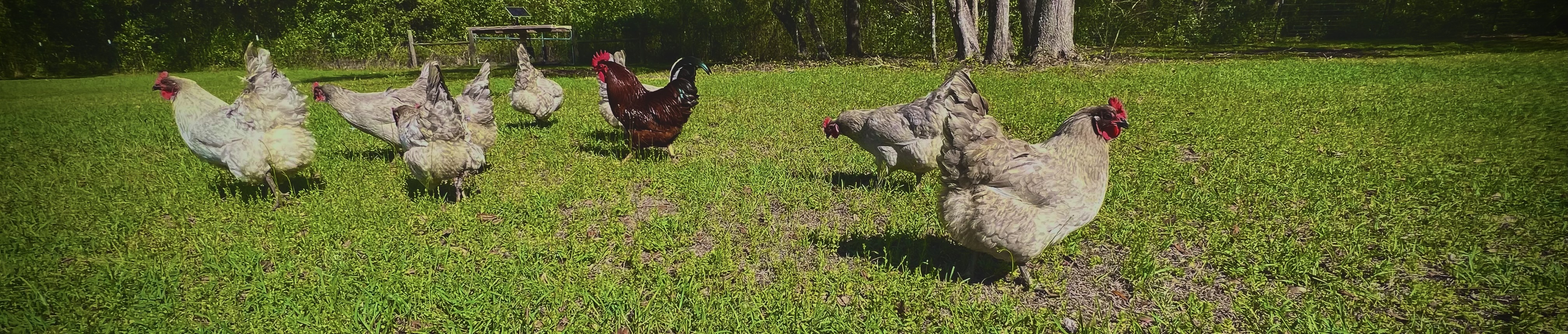 The Grove and Garden flock