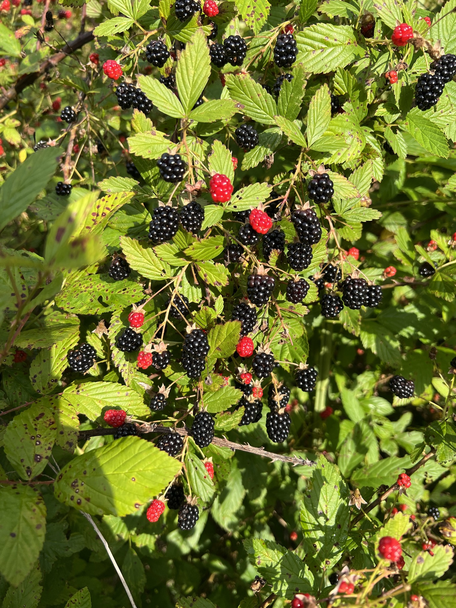 A wild blackberry bush loaded with ripe berries on our property